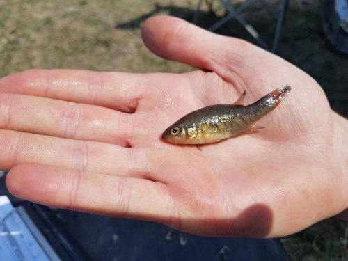 Very small fish on the palm of a hand.