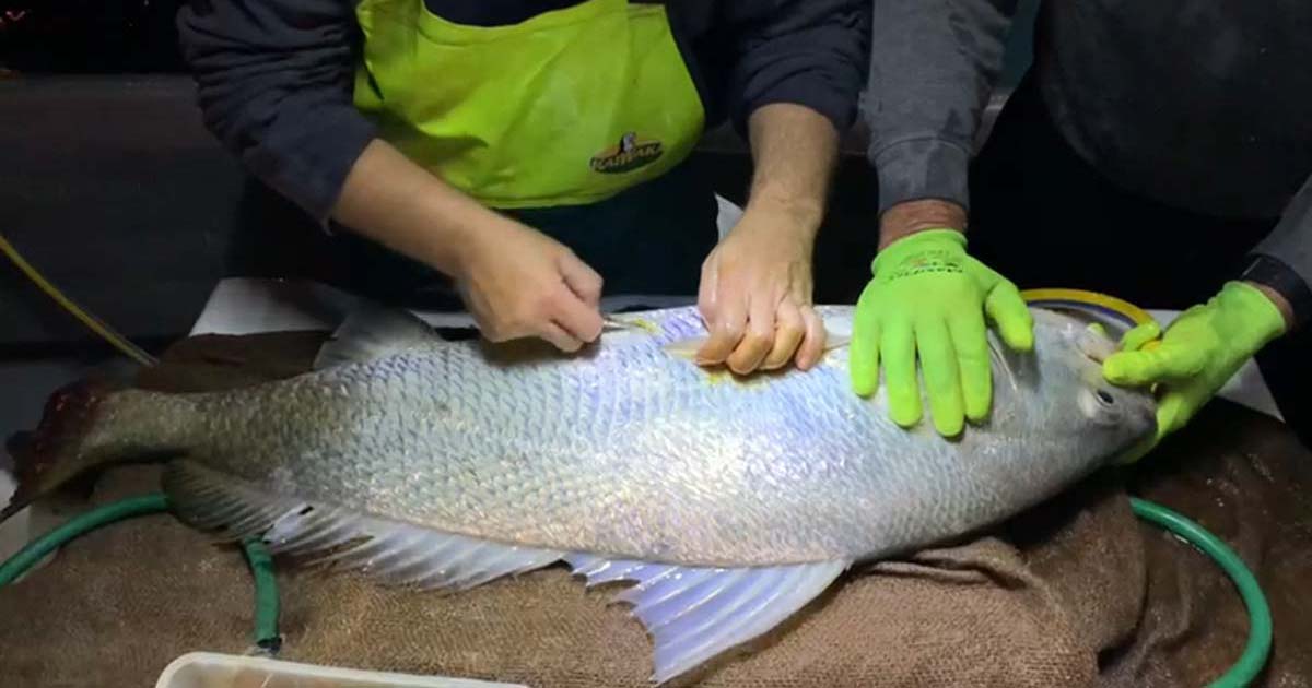 A Black Jewfish being tagged as part of the monitoring program.