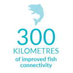 300 kilometres of improved fish connectivity