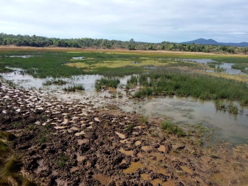 Damage to Caley Valley Wetlands caused by feral pig activity.