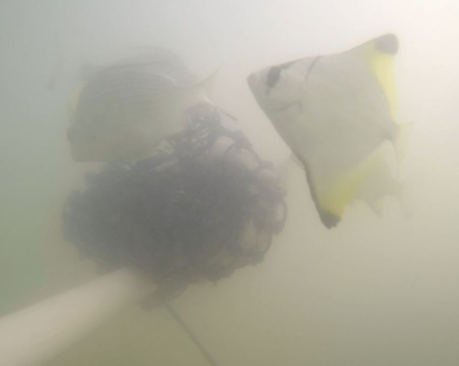 A fish hovering next to the baited camera.