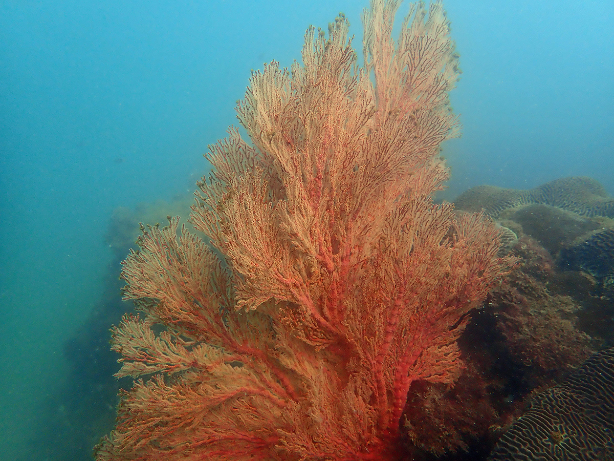 Gorgonion Fan Coral at Horshoe Bay, Bowen
