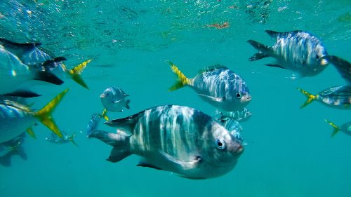 Data Captures Improved Catch from Net Free Zone Data Captures Improved Catch from Net Free Zone