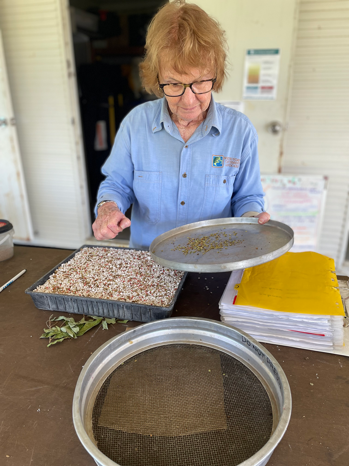 A volunteer sows seeds into a seed tray.