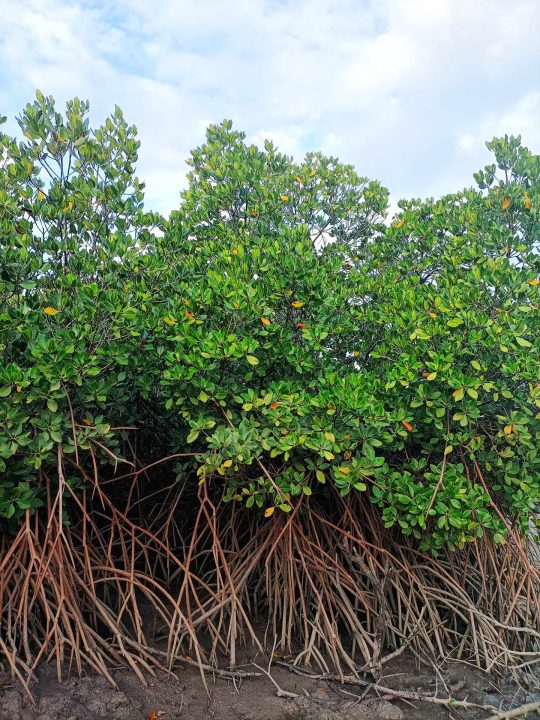 A close up image of mangroves