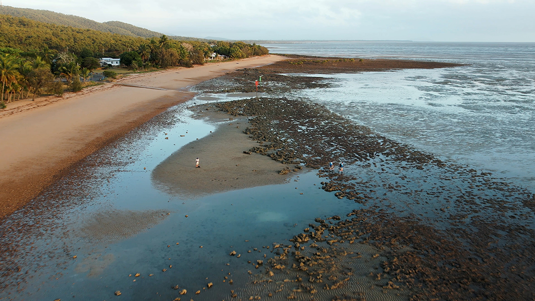 sip-drone-seagrass A drone shot of the seagrass beds directly off the coast.
