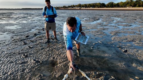 Southern Seagrass Condition Best Year on Record