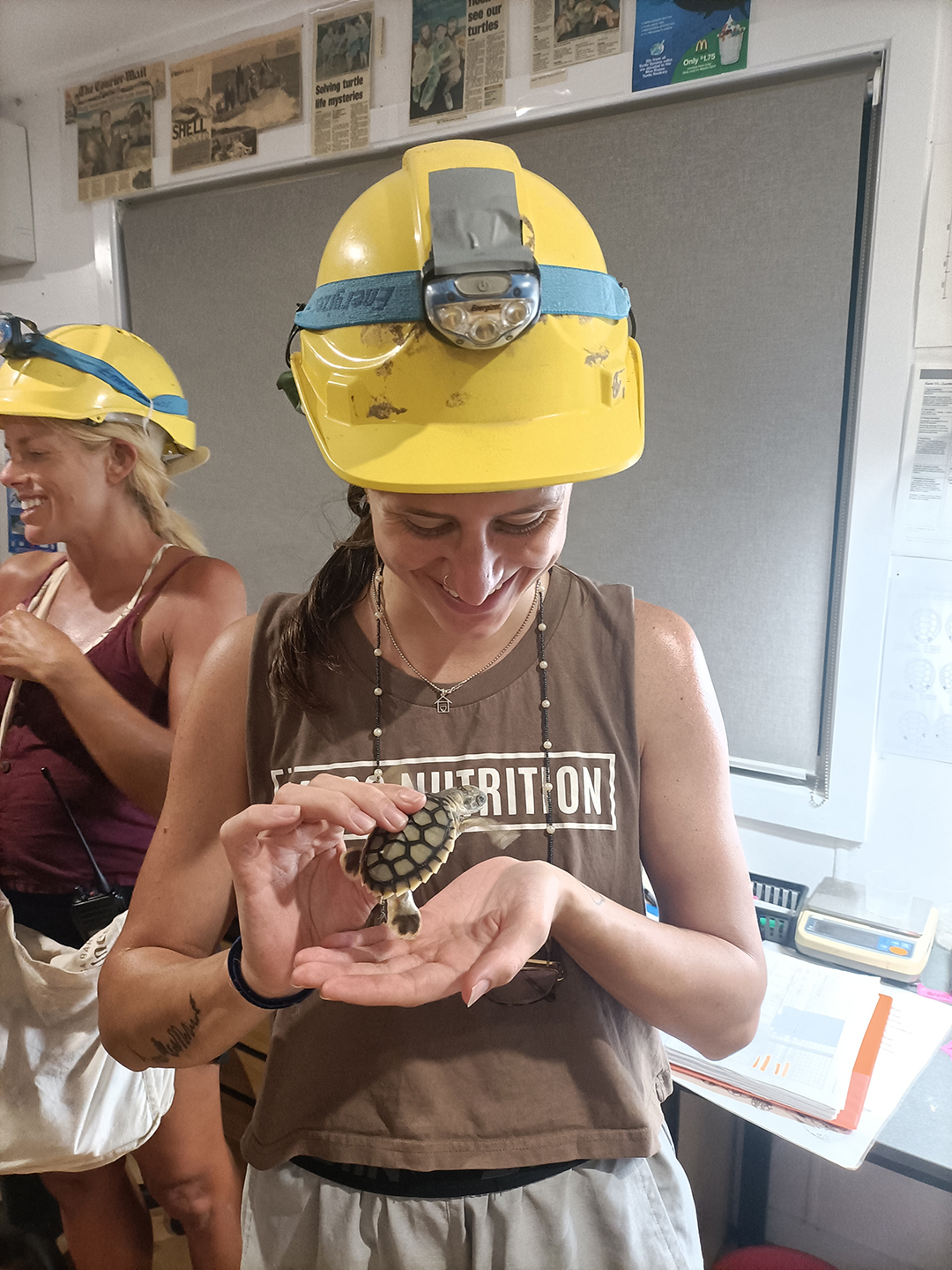 Person wearing a yellow hard hat holding a baby turtle.