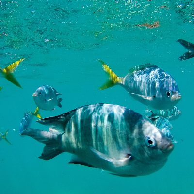 Project BluePrint for Healthy Rivers to Reef, September 6, 2023 in the Whitsubnday Islands. Picture: Marty Strecker