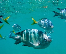 Data Captures Improved Catch from Net Free Zone