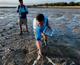 Southern Seagrass Condition Best Year on Record